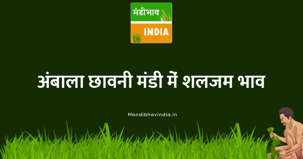 Turnip भाव